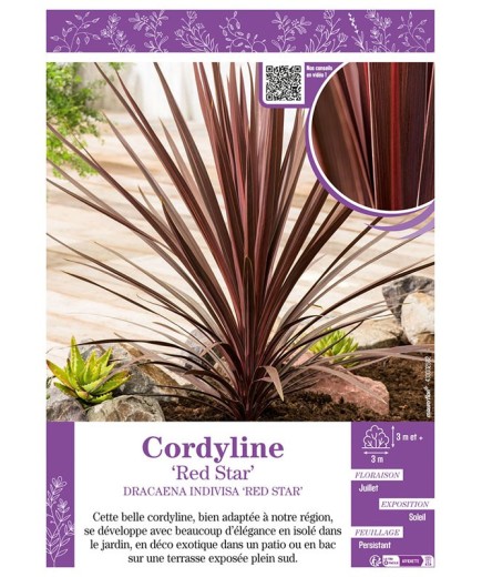 CORDYLINE INDIVISA ‘RED STAR’