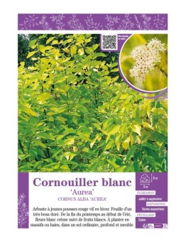 CORNUS ALBA AUREA voir CORNOUILLER BLANC