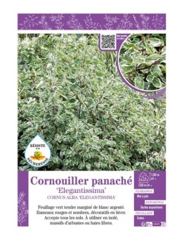 CORNUS ALBA ELEGANTISSIMA voir CORNOUILLER PANACHÉ