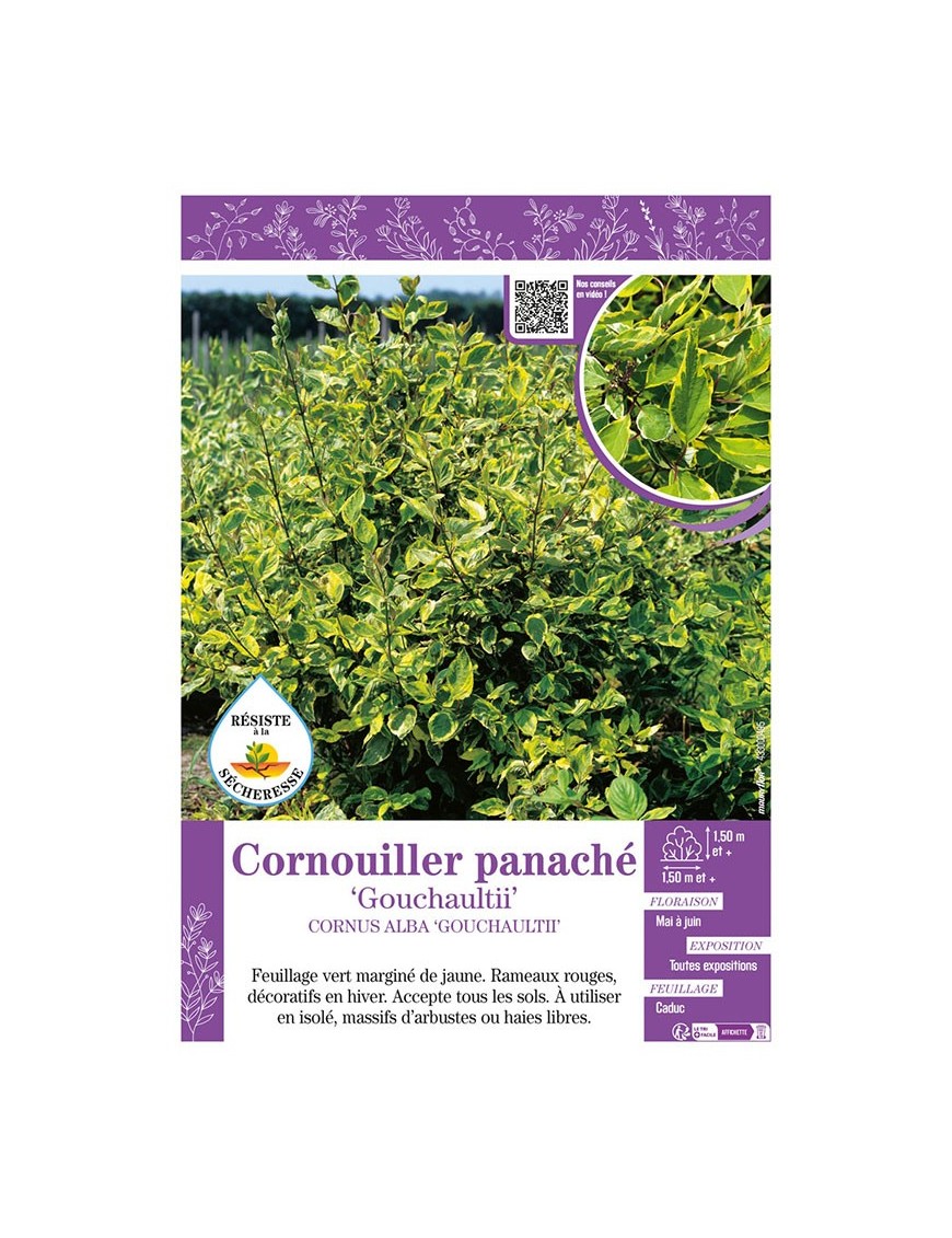 CORNUS ALBA GOUCHAULTII voir CORNOUILLER PANACHÉ