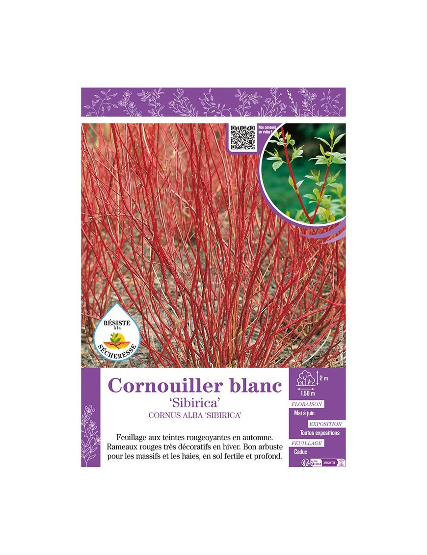 CORNUS ALBA SIBIRICA voir CORNOUILLER BLANC