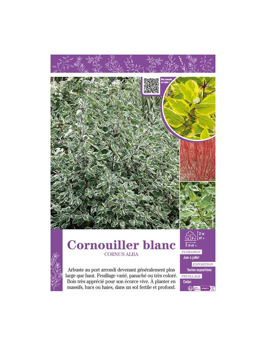 CORNUS ALBA voir CORNOUILLER BLANC