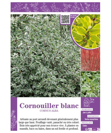 CORNUS ALBA voir CORNOUILLER BLANC
