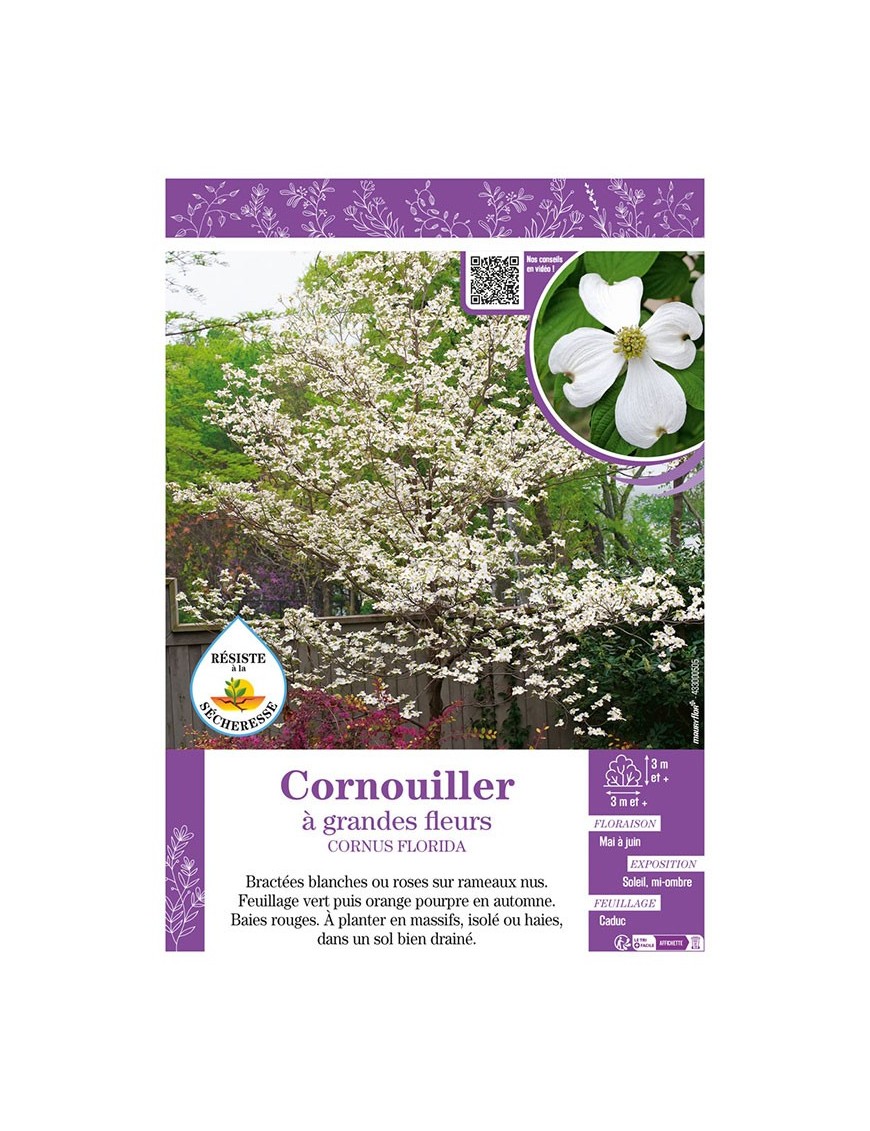 CORNUS FLORIDA voir CORNOUILLER À GRANDES FLEURS