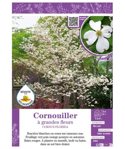 CORNUS FLORIDA voir CORNOUILLER À GRANDES FLEURS