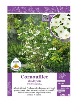 CORNUS KOUSA voir CORNOUILLER DU JAPON