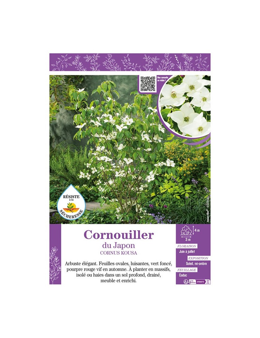 CORNUS KOUSA voir CORNOUILLER DU JAPON