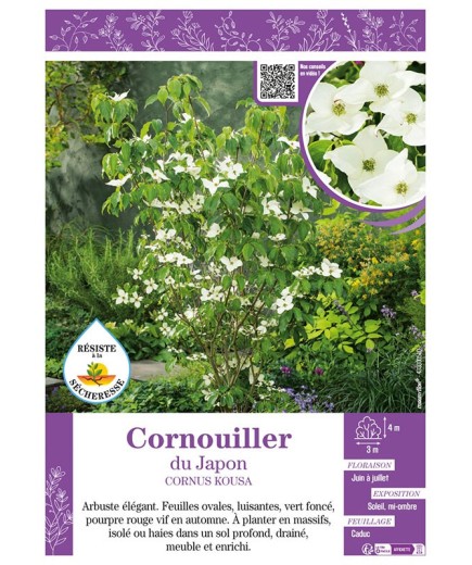 CORNUS KOUSA voir CORNOUILLER DU JAPON