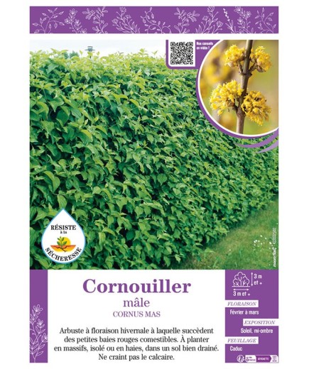 CORNUS MAS voir CORNOUILLER MÂLE