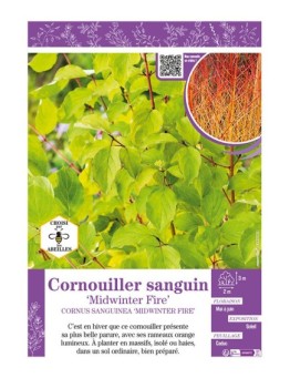 CORNUS SANGUINEA MIDWINTER FIRE voir CORNOUILLER SANGUIN