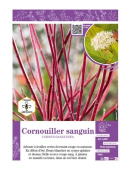 CORNUS SANGUINEA voir CORNOUILLER SANGUIN