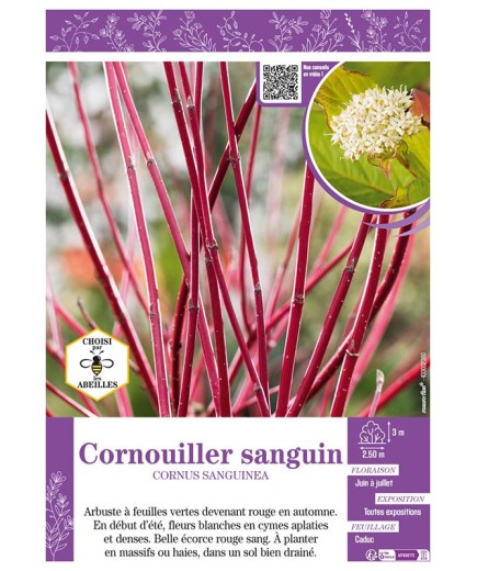 CORNUS SANGUINEA voir CORNOUILLER SANGUIN
