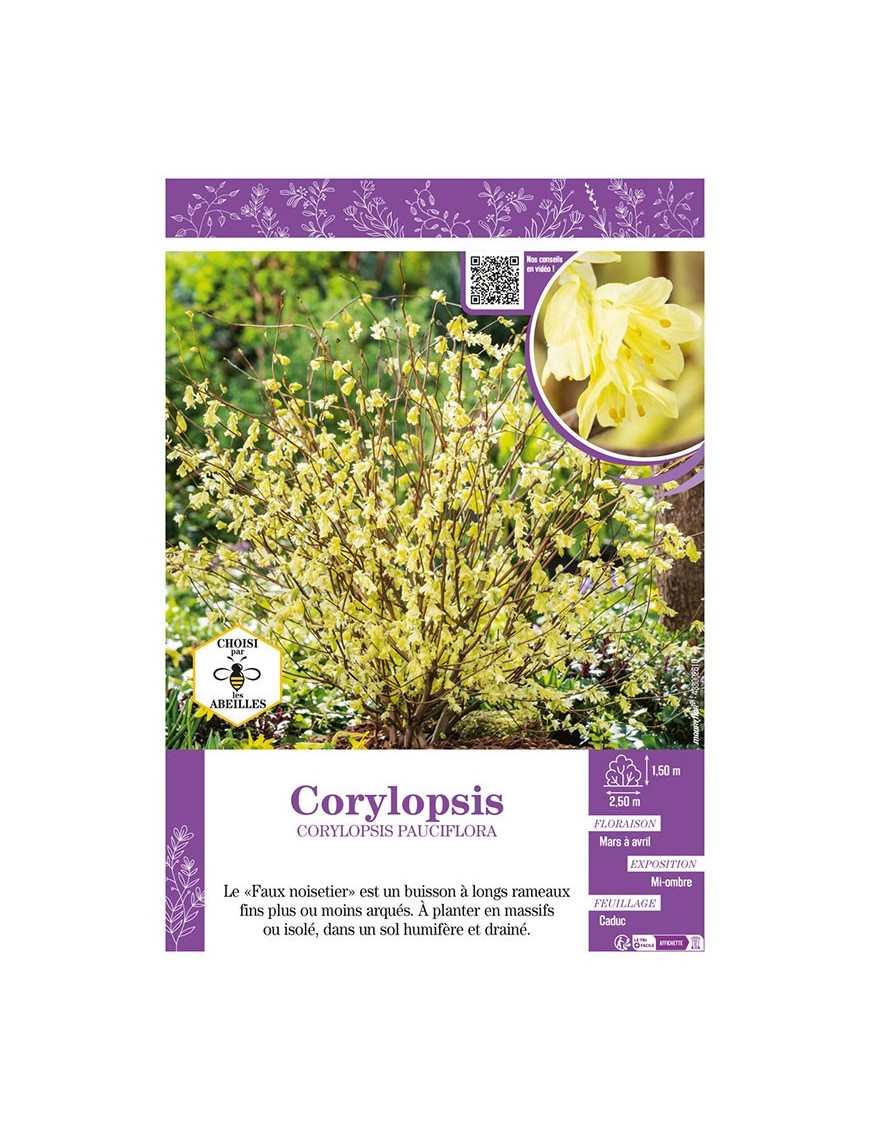 CORYLOPSIS PAUCIFLORA