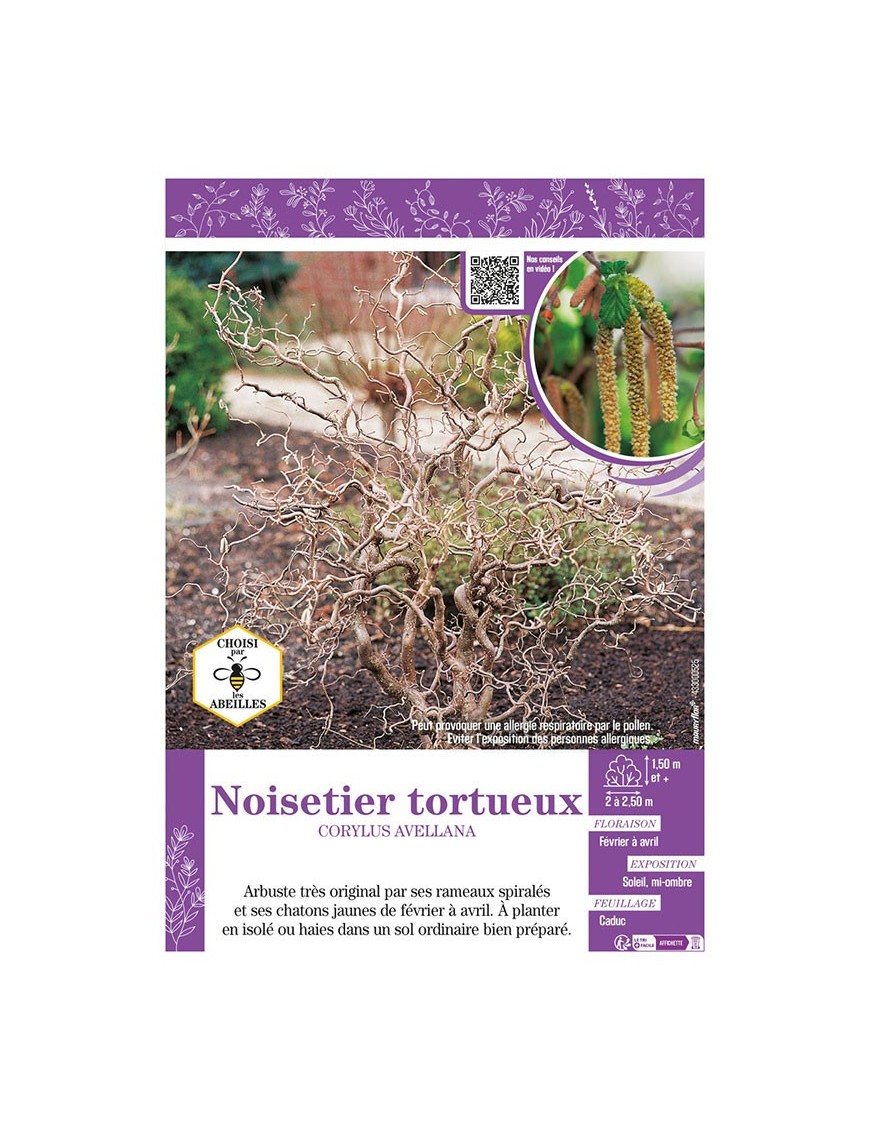 CORYLUS AVELLANA voir NOISETIER TORTUEUX