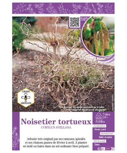 CORYLUS AVELLANA voir NOISETIER TORTUEUX