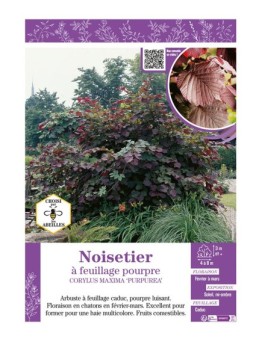CORYLUS MAXIMA PURPUREA voir NOISETIER À FEUILLAGE POURPRE