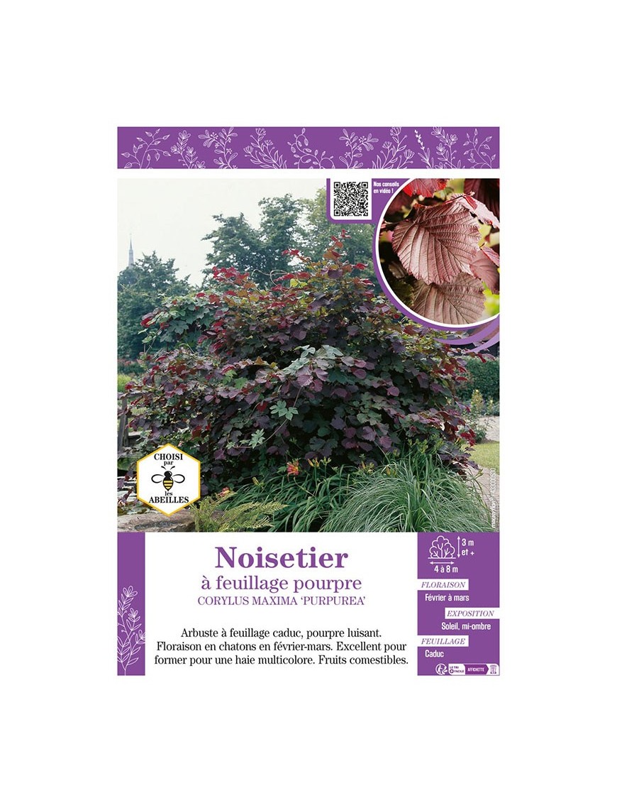 CORYLUS MAXIMA PURPUREA voir NOISETIER À FEUILLAGE POURPRE