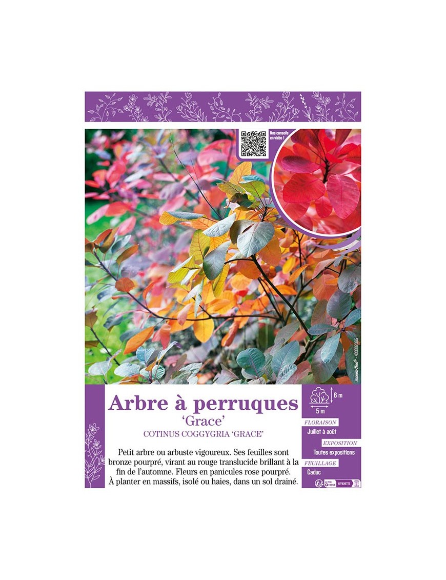 COTINUS COGGYGRIA GRACE voir ARBRE À PERRUQUES