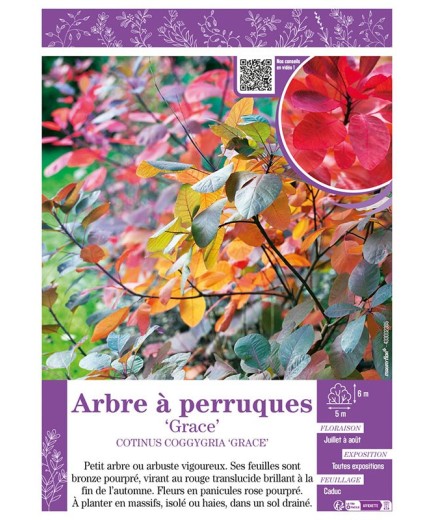COTINUS COGGYGRIA GRACE voir ARBRE À PERRUQUES