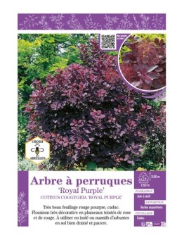 COTINUS COGGYGRIA ROYAL PURPLE voir ARBRE À PERRUQUES