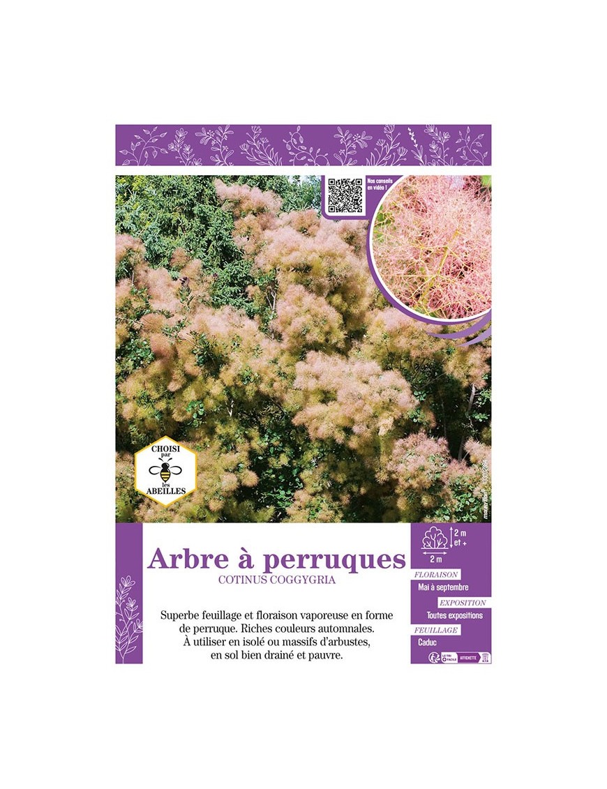 COTINUS COGGYGRIA voir ARBRE À PERRUQUES