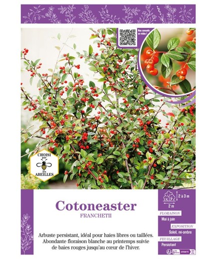 COTONEASTER FRANCHETII