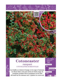 COTONEASTER HORIZONTALIS RAMPANT