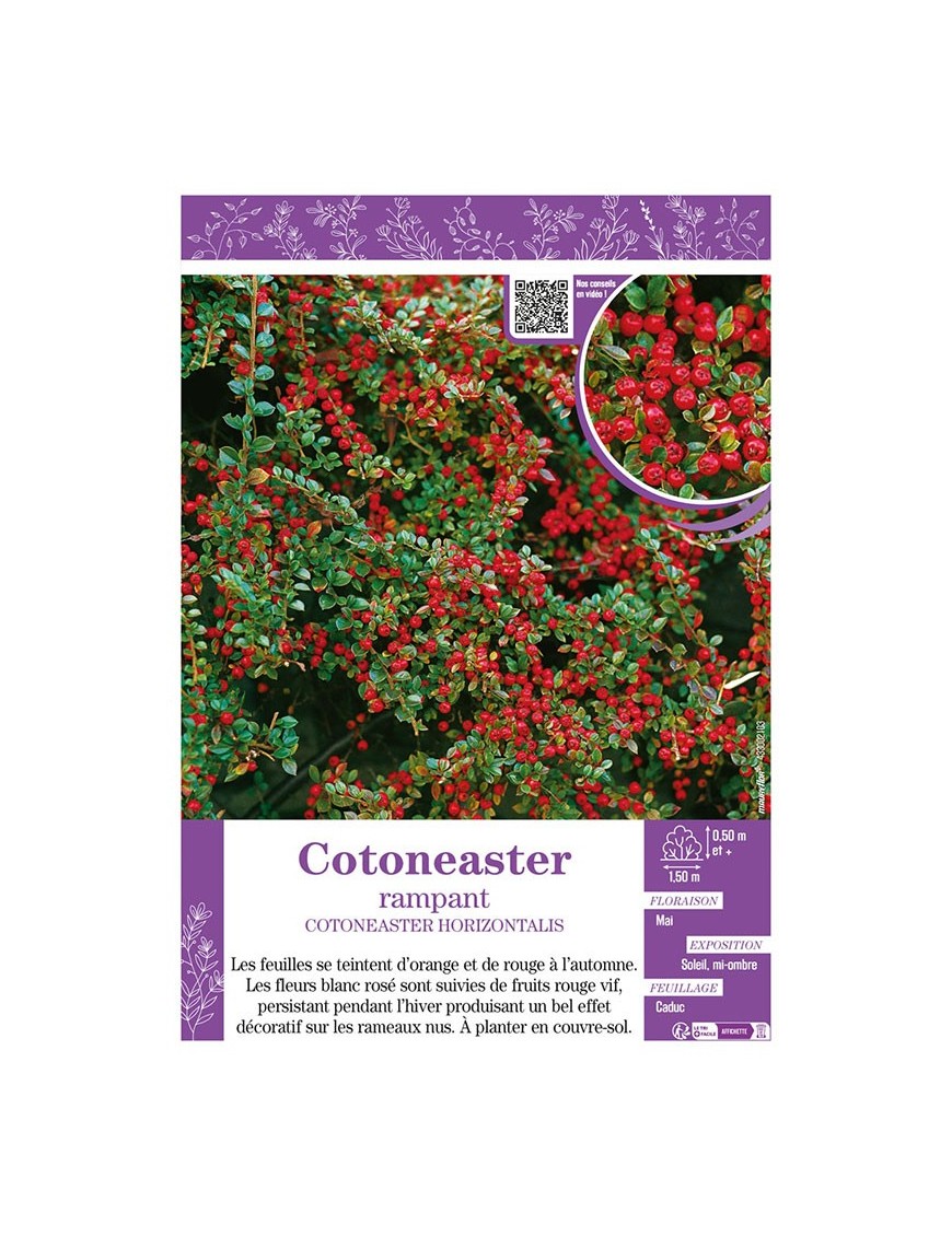COTONEASTER HORIZONTALIS RAMPANT
