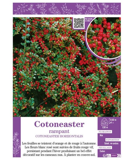 COTONEASTER HORIZONTALIS RAMPANT