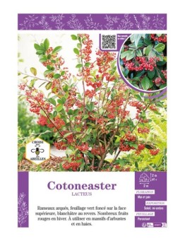 COTONEASTER LACTEUS
