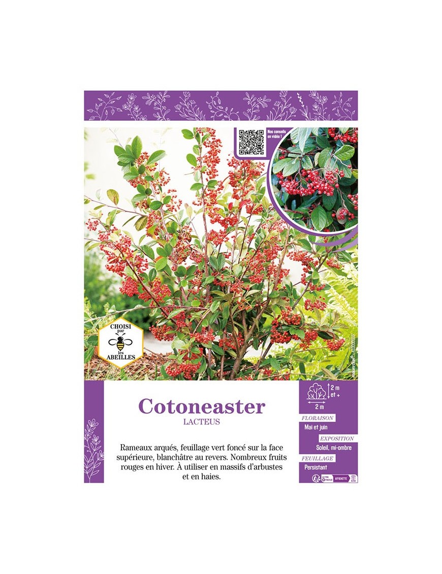 COTONEASTER LACTEUS