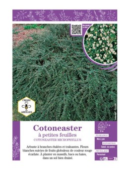 COTONEASTER MICROPHYLLUS voir COTONEASTER À PETITES FEUILLES
