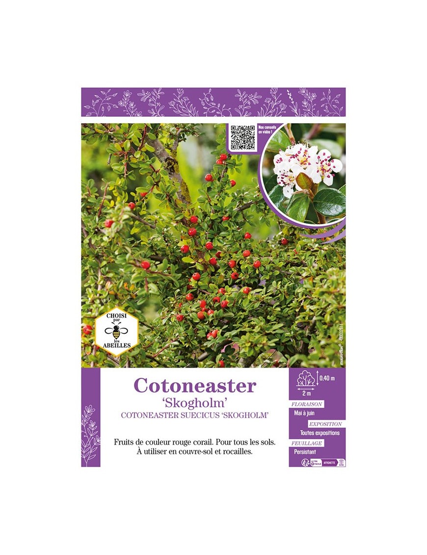 COTONEASTER SUECICUS SKOGHOLM
