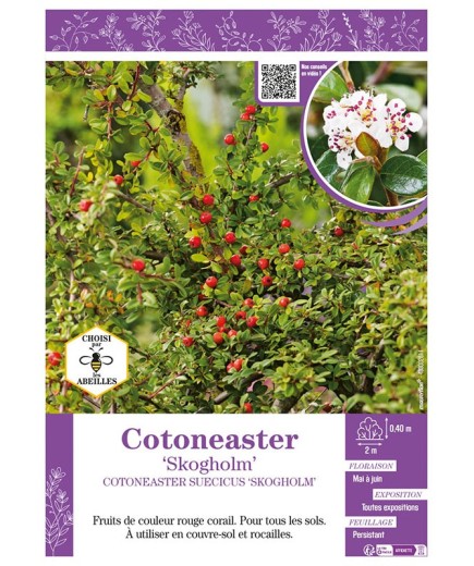 COTONEASTER SUECICUS SKOGHOLM
