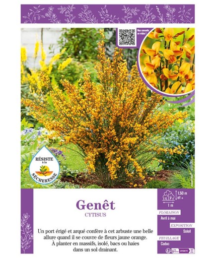 CYTISUS voir GENÊT (jaune et orange)