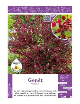 CYTISUS voir GENÊT (rouge)