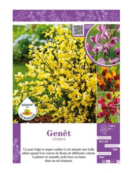 CYTISUS voir GENÊT (varié)