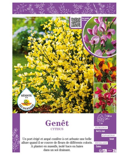 CYTISUS voir GENÊT (varié)