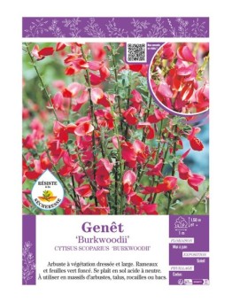 CYTISUS SCOPARIUS BURKWOODII voir GENÊT