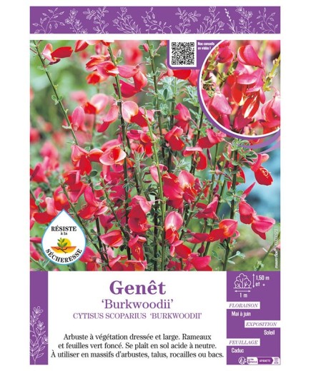 CYTISUS SCOPARIUS BURKWOODII voir GENÊT