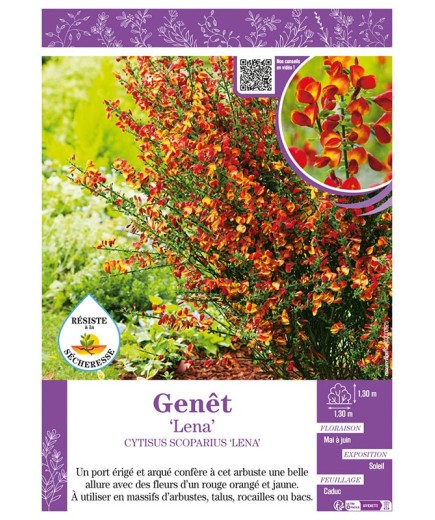 CYTISUS SCOPARIUS LENA voir GENÊT