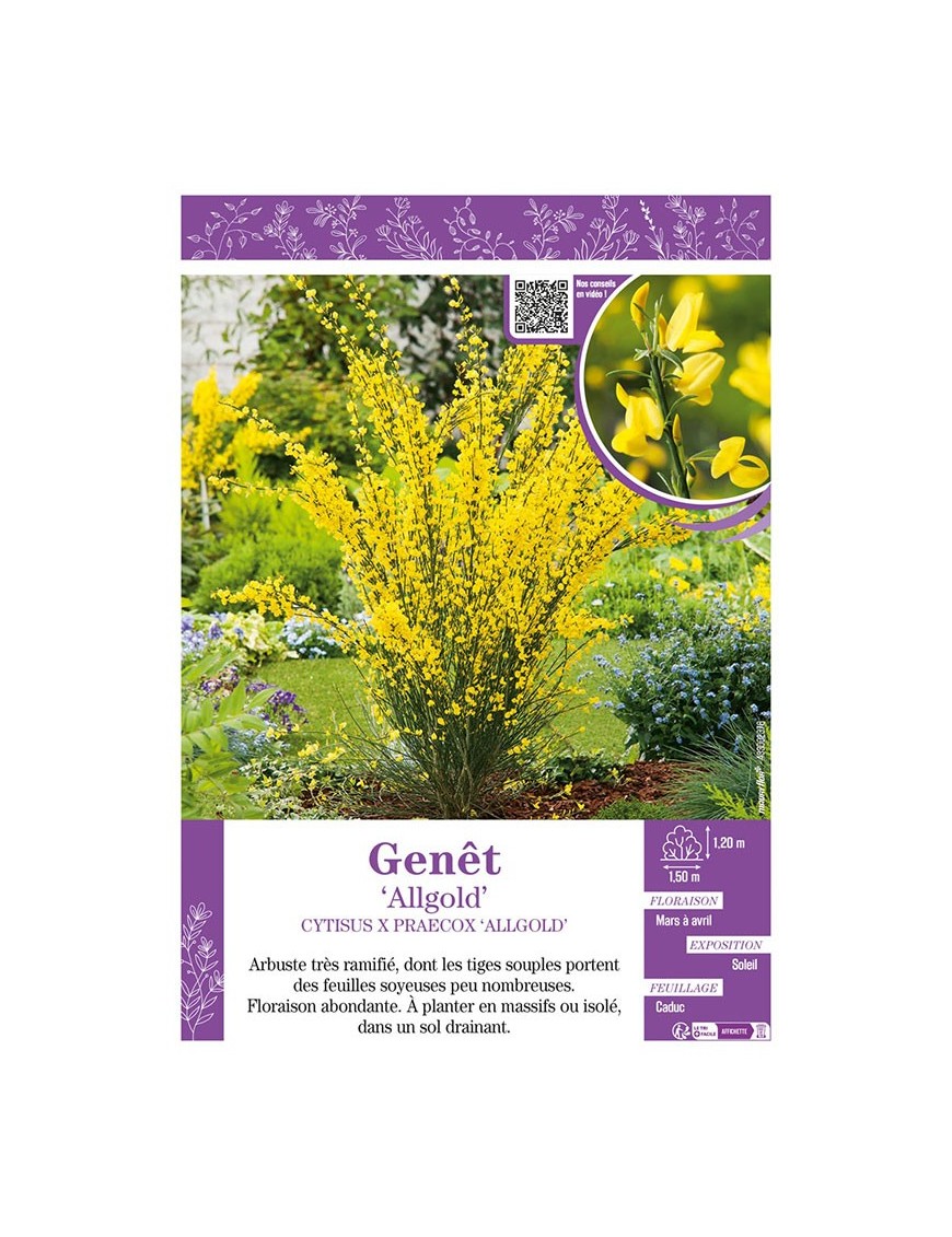 CYTISUS X PRAECOX ALLGOLD voir GENÊT