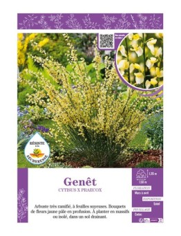 CYTISUS X PRAECOX voir GENÊT