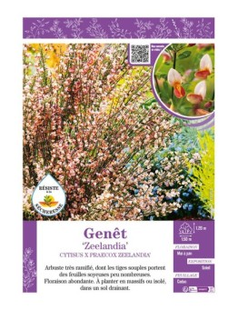 CYTISUS X PRAECOX ZEELANDIA voir GENÊT