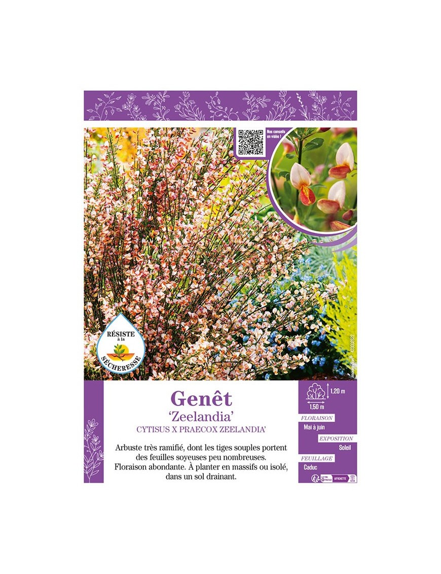 CYTISUS X PRAECOX ZEELANDIA voir GENÊT