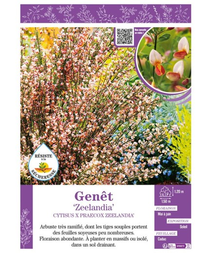 CYTISUS X PRAECOX ZEELANDIA voir GENÊT