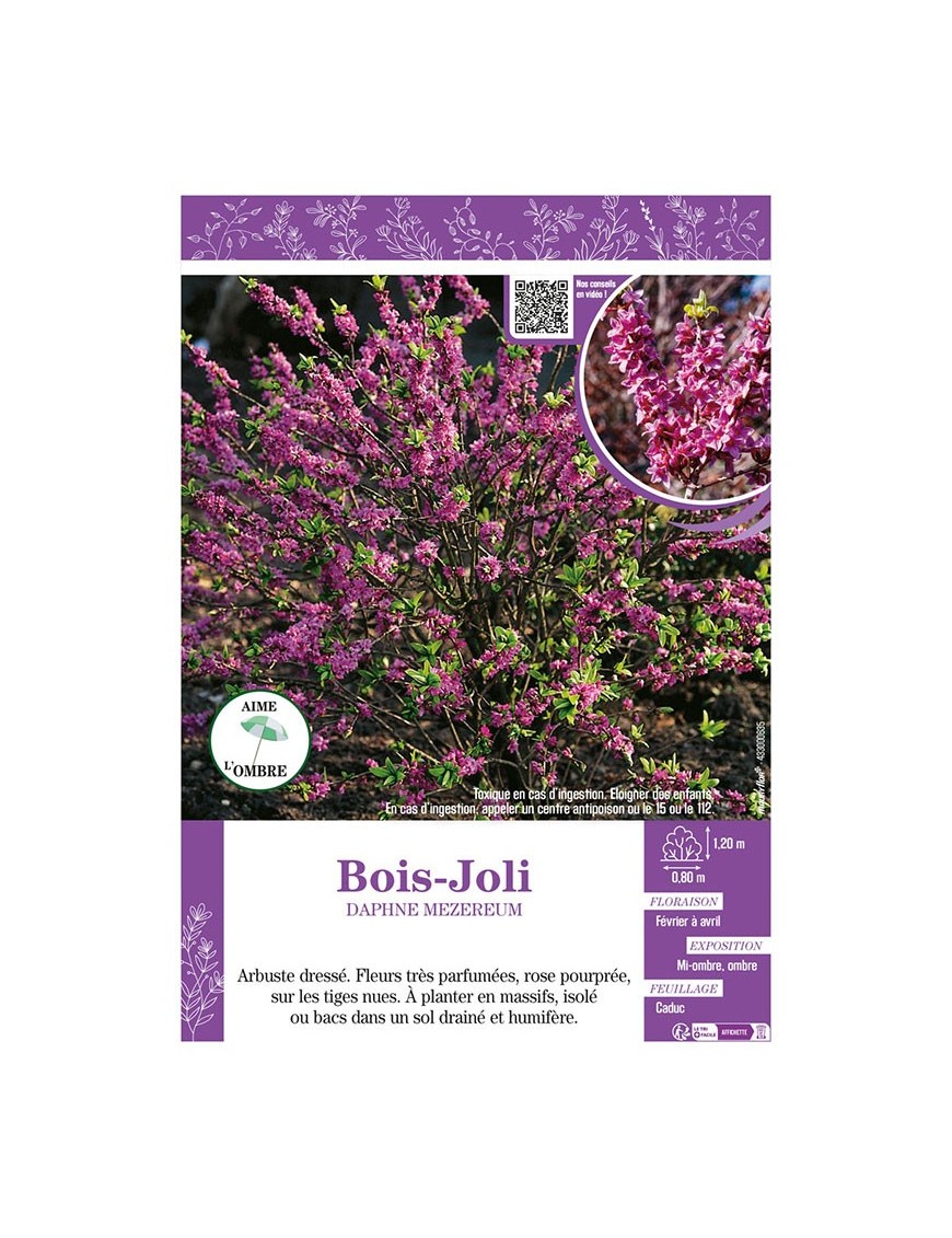 DAPHNE MEZEREUM voir BOIS-JOLI