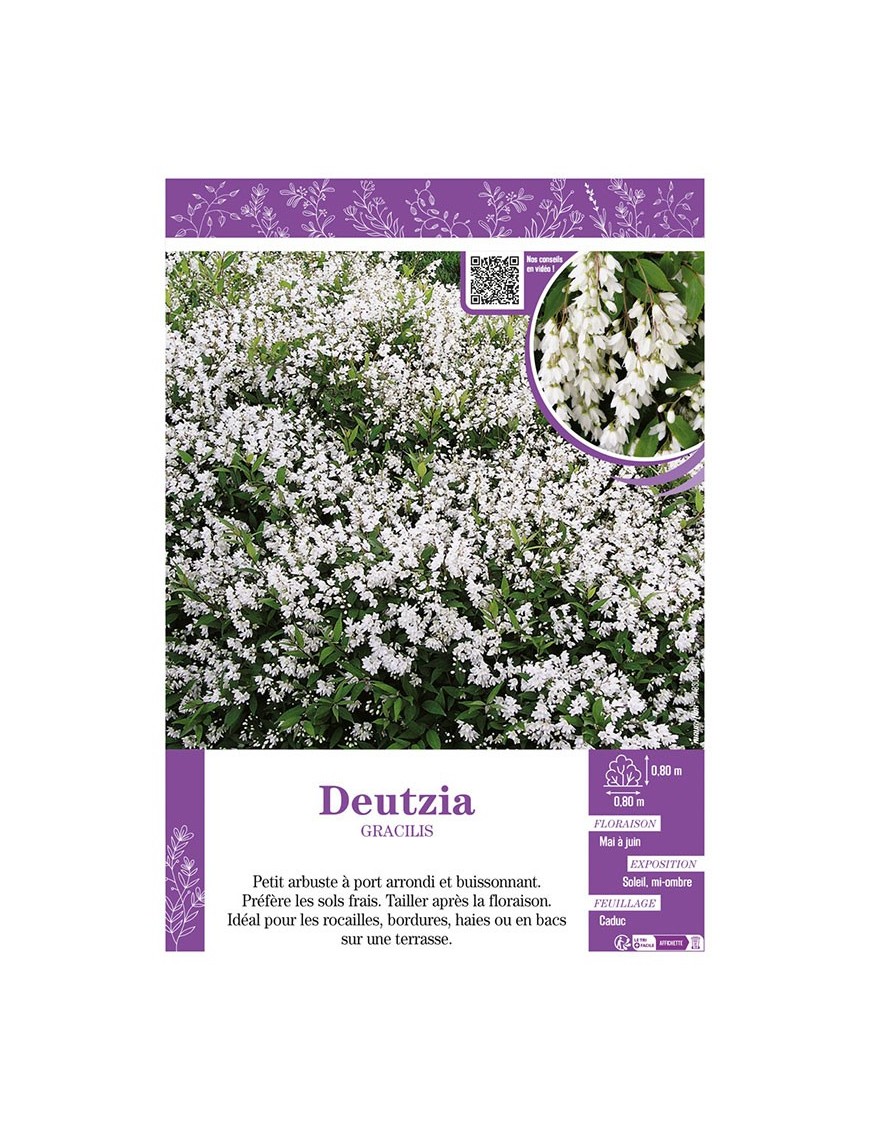 DEUTZIA GRACILIS