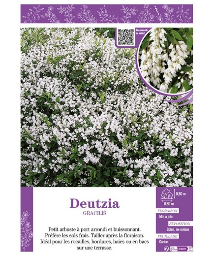 DEUTZIA GRACILIS