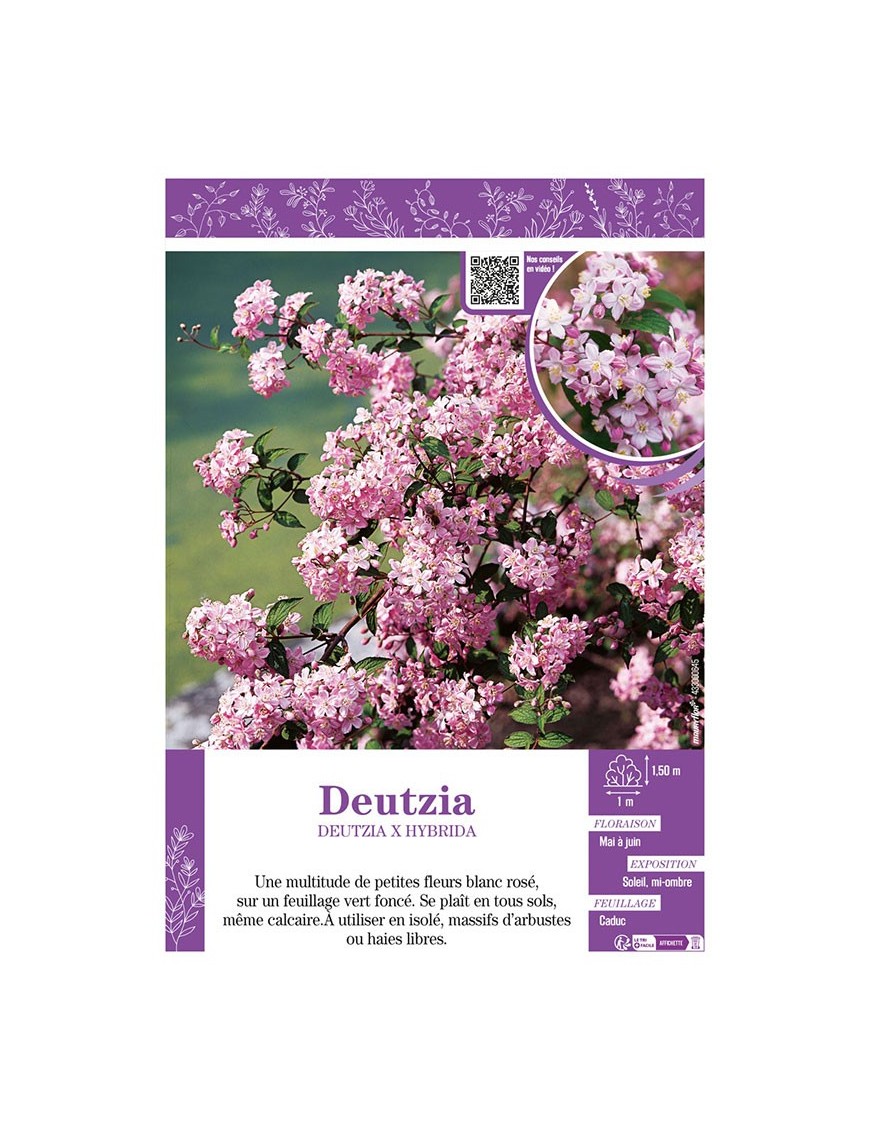 DEUTZIA X HYBRIDA (rose)